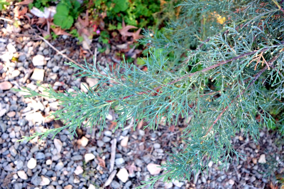 Cupressus duclouxiana - Quarryhill Botanical Garden - DSC03440