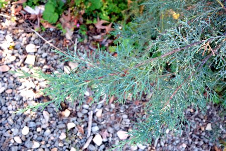 Cupressus duclouxiana - Quarryhill Botanical Garden - DSC03440