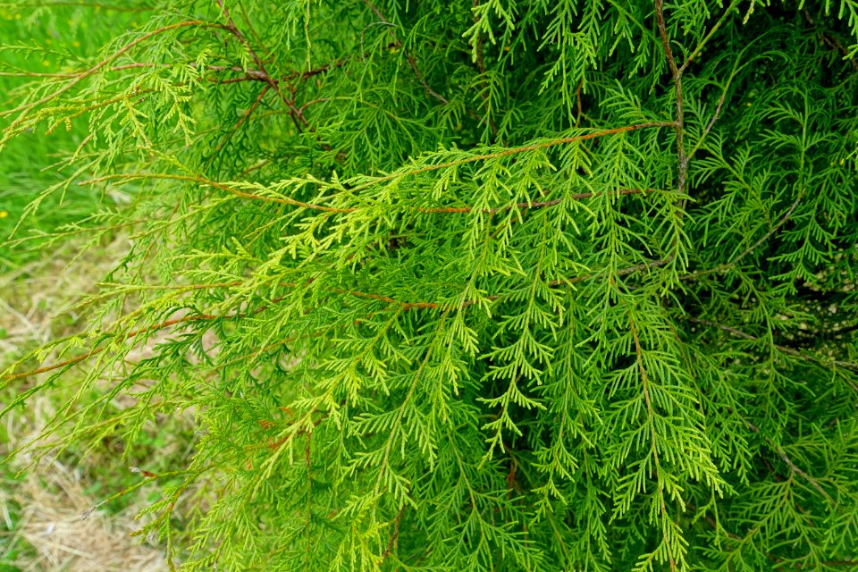 Cupressus funebris - Hillier Gardens - Romsey, Hampshire, England - DSC04429