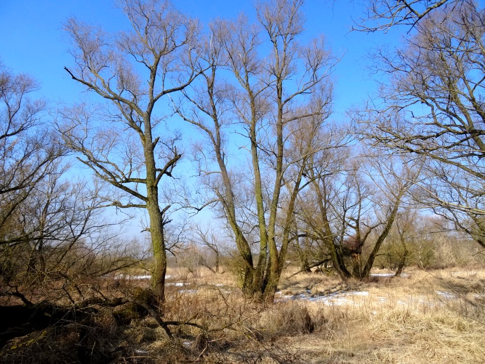 Czarnowo Vistula st 10