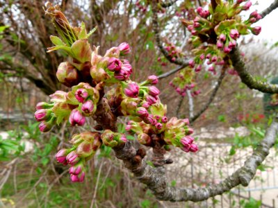 Début du printemps