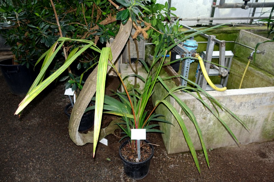 Cyrtostachys renda - Botanischer Garten - Heidelberg, Germany - DSC01293
