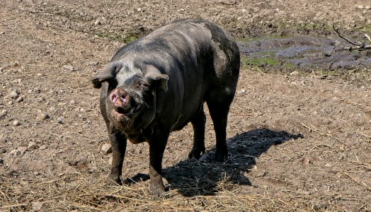 Dänisches Sortbroget Schwein (6)