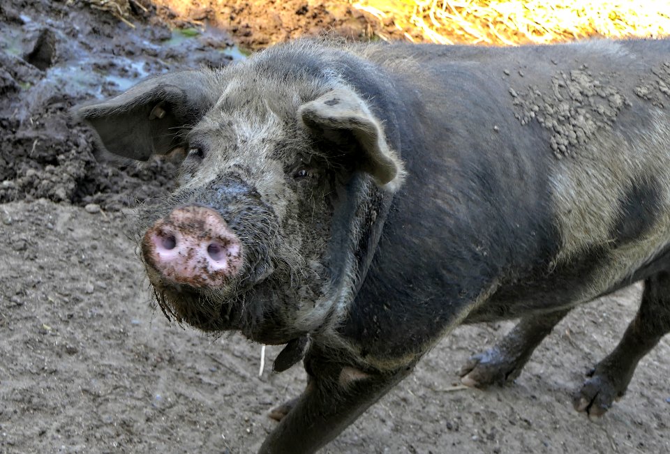 Dänisches Sortbroget Schwein (8)