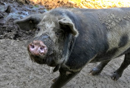 Dänisches Sortbroget Schwein (8)