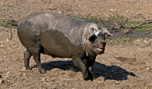 Dänisches Sortbroget Schwein (4)