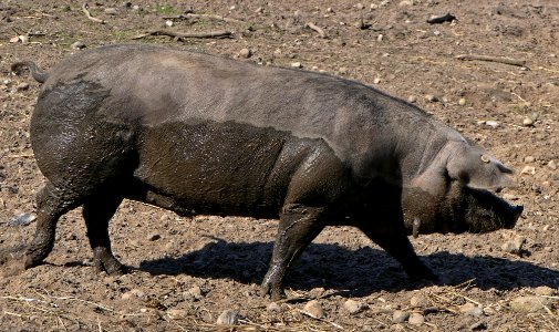 Dänisches Sortbroget Schwein