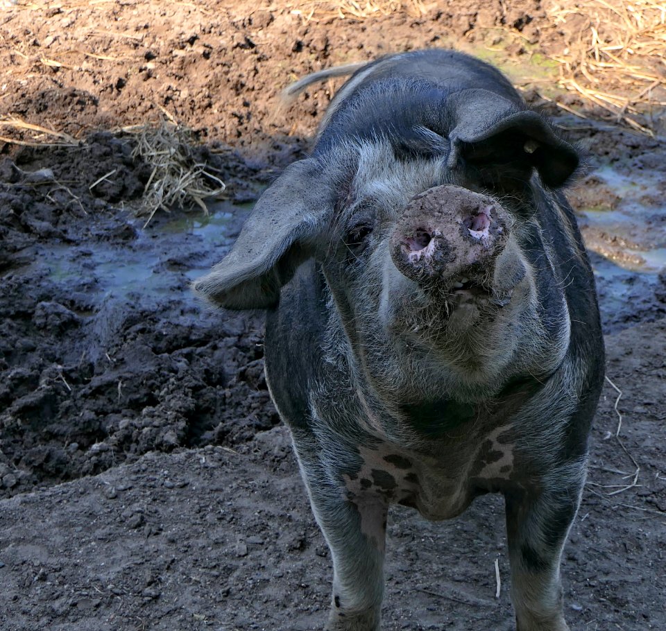 Dänisches Sortbroget Schwein (3)