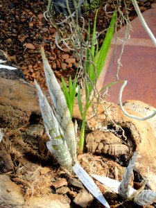 Cyrtopodium santlegerianum - Orchid Nursery Margaret Mee - DSC09753