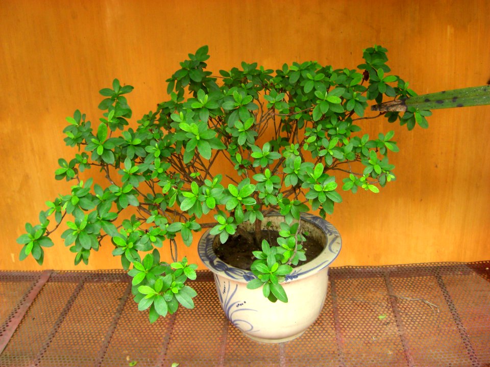 Décorative azalée, Vietnam 2