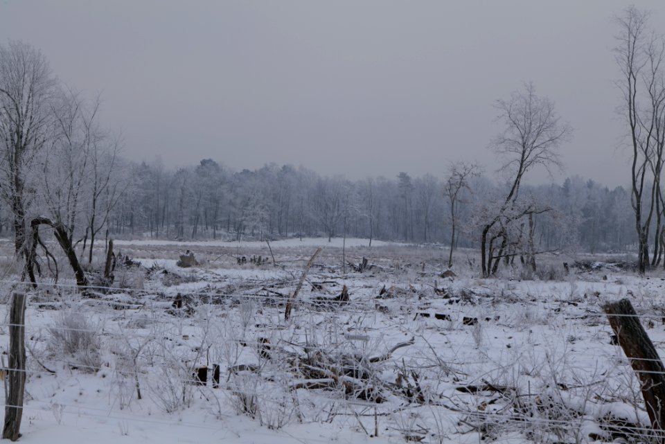 Döberitzer Heide wilderness area with snow 2021-02-14 18