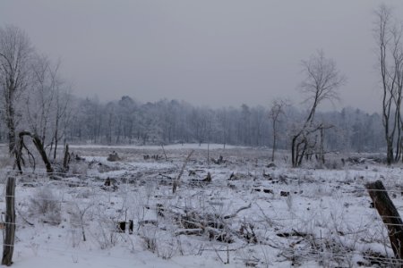 Döberitzer Heide wilderness area with snow 2021-02-14 18