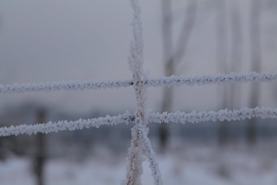 Döberitzer Heide wilderness area with snow 2021-02-14 16