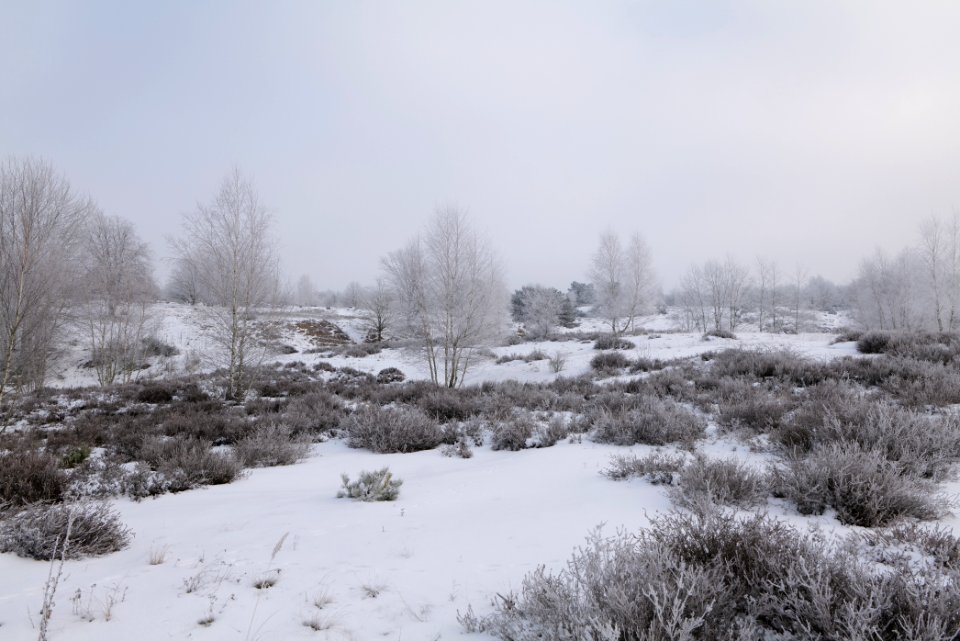 Döberitzer Heide with snow 2021-02-14 134