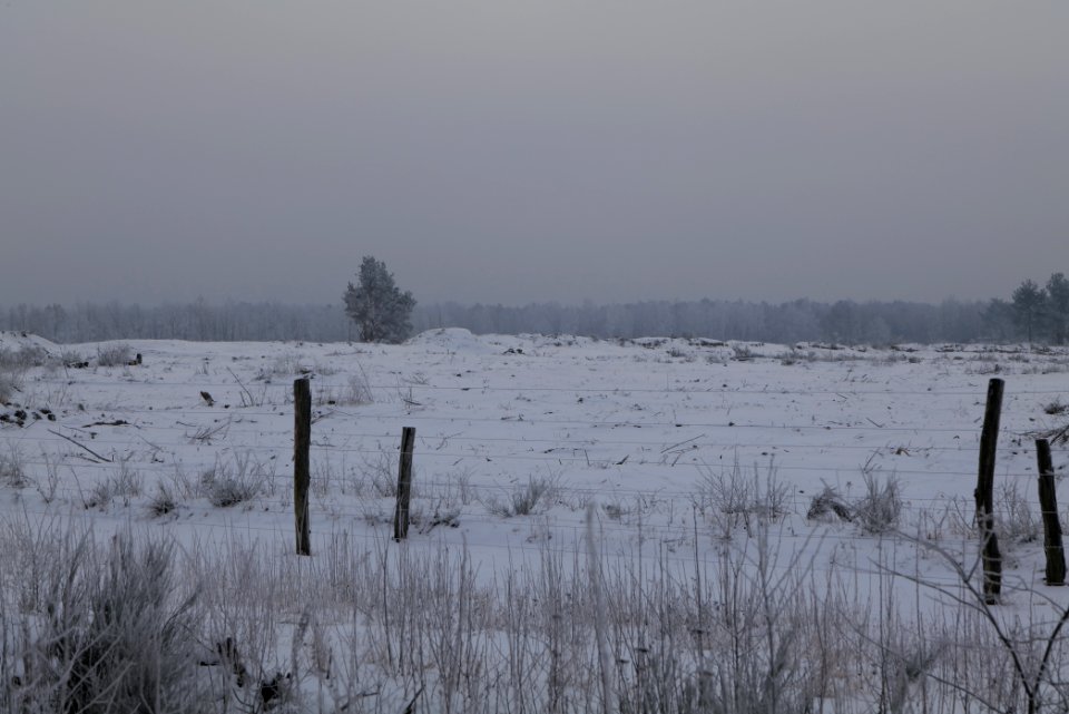 Döberitzer Heide wilderness area with snow 2021-02-14 20