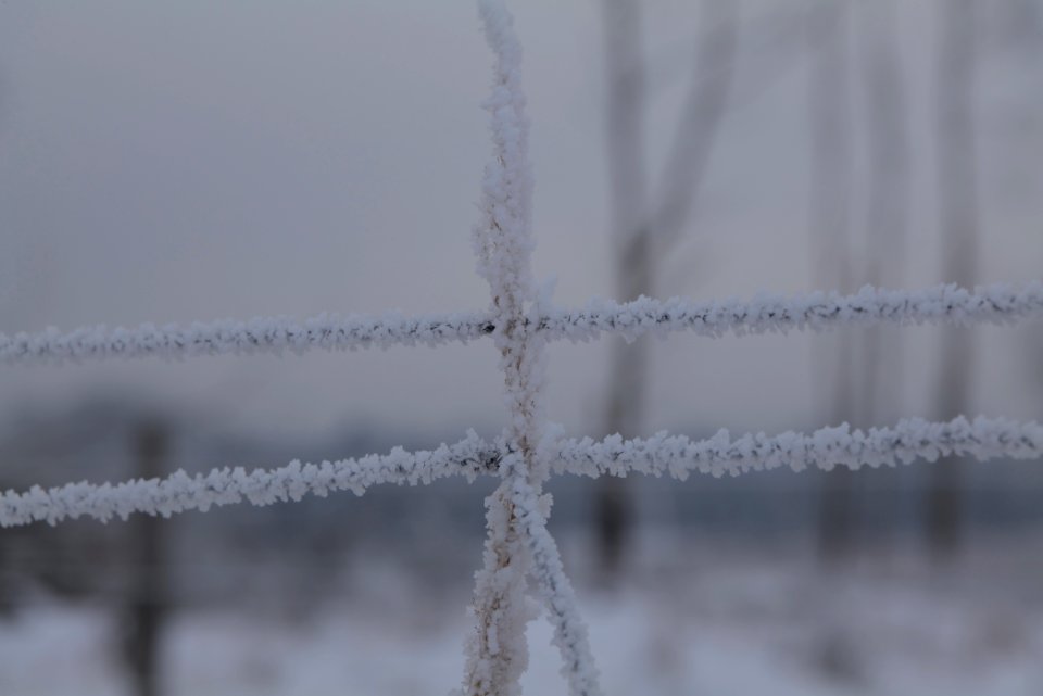 Döberitzer Heide wilderness area with snow 2021-02-14 15