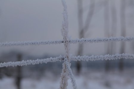 Döberitzer Heide wilderness area with snow 2021-02-14 15