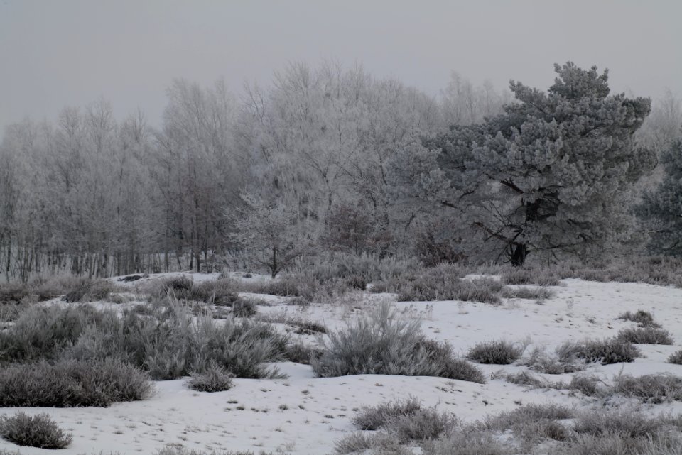Döberitzer Heide with snow 2021-02-14 113