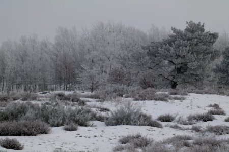 Döberitzer Heide with snow 2021-02-14 113