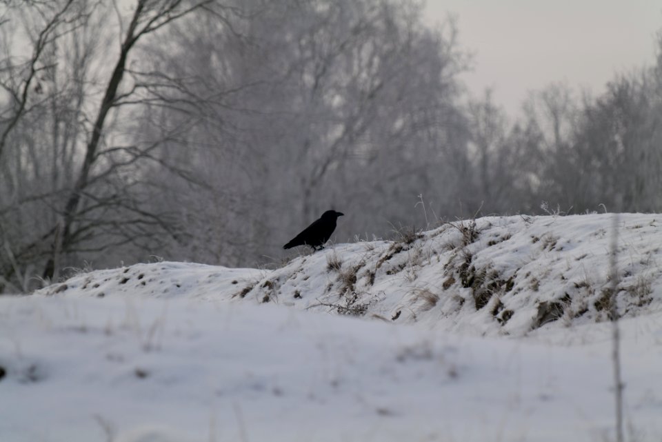 Döberitzer Heide with snow 2021-02-14 105