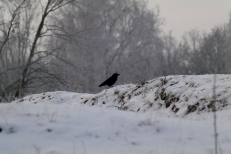 Döberitzer Heide with snow 2021-02-14 105