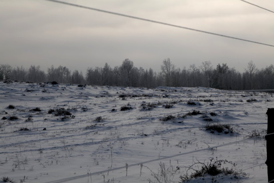Döberitzer Heide wilderness area with snow 2021-02-14 72