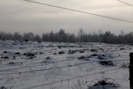 Döberitzer Heide wilderness area with snow 2021-02-14 72