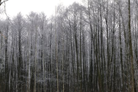 Döberitzer Heide wilderness area with snow 2021-02-14 24