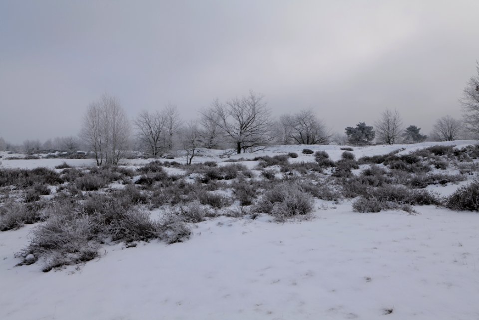 Döberitzer Heide with snow 2021-02-14 115