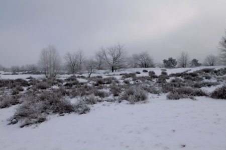 Döberitzer Heide with snow 2021-02-14 115