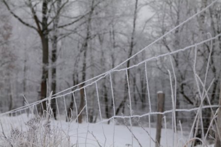 Döberitzer Heide wilderness area with snow 2021-02-14 09