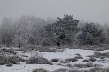 Döberitzer Heide with snow 2021-02-14 111