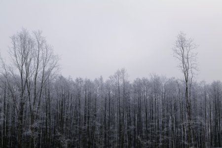Döberitzer Heide wilderness area with snow 2021-02-14 30