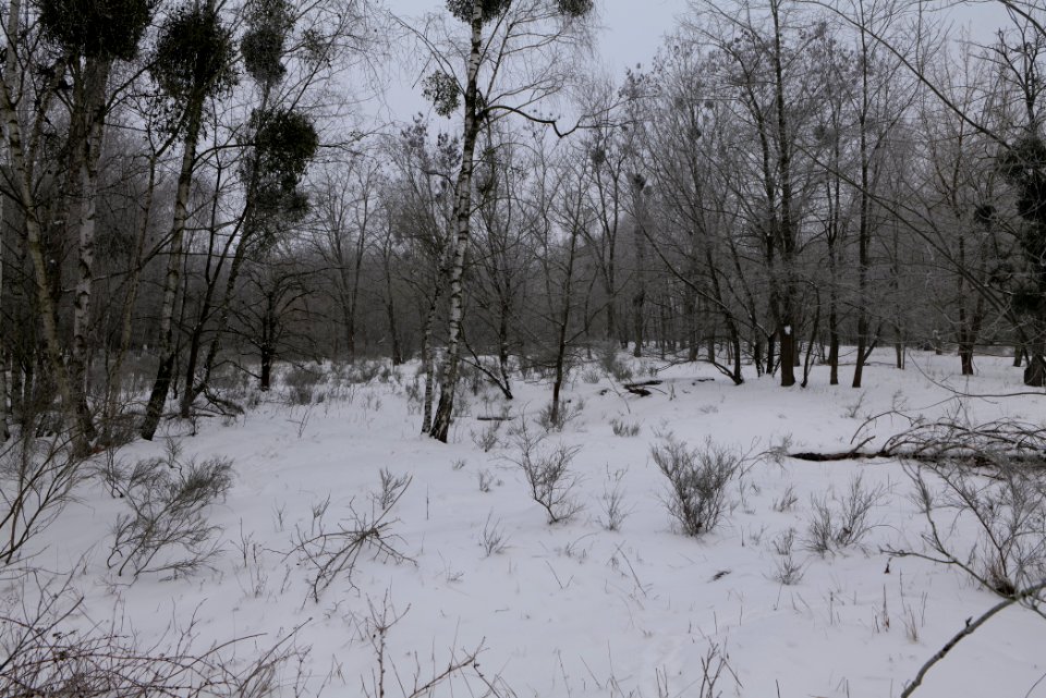 Döberitzer Heide with snow 2021-02-14 11