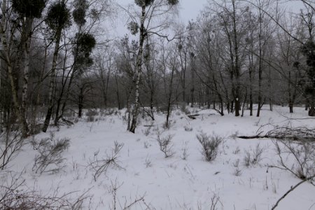 Döberitzer Heide with snow 2021-02-14 11