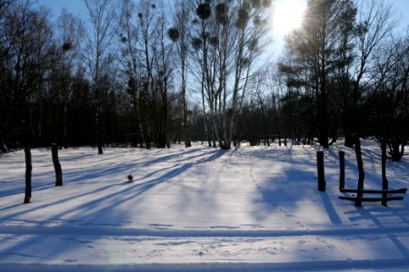 Döberitzer Heide wilderness area with snow 2021-02-14 101