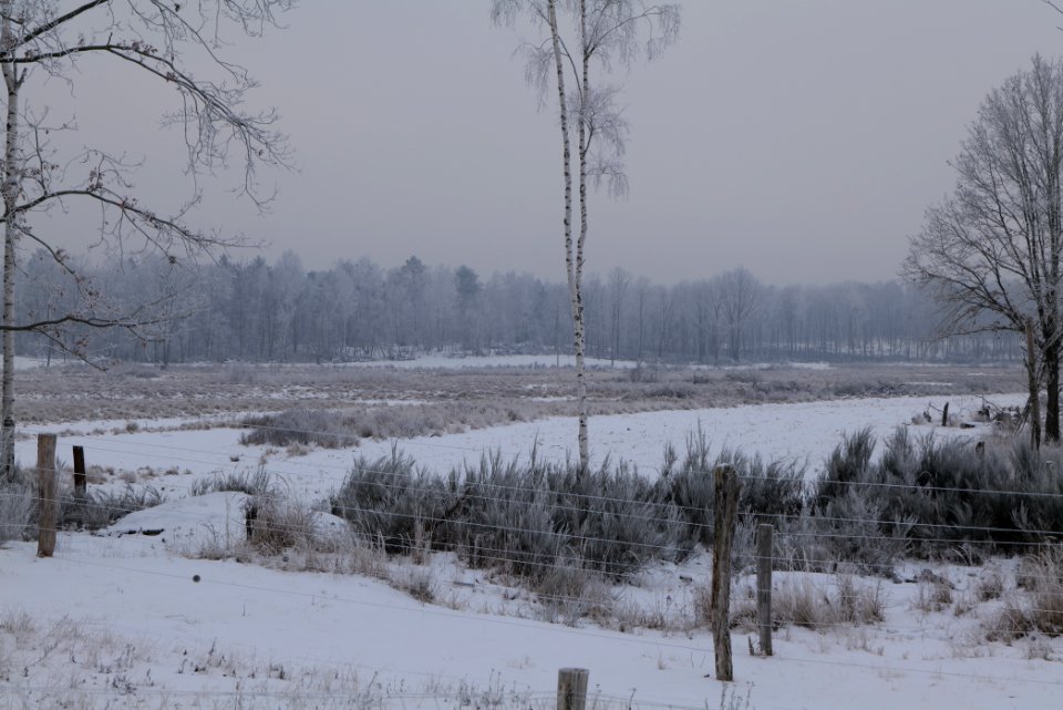 Döberitzer Heide wilderness area with snow 2021-02-14 12