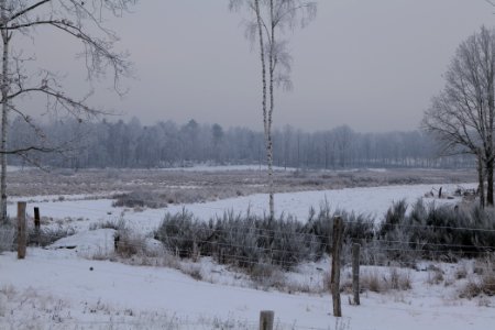 Döberitzer Heide wilderness area with snow 2021-02-14 12
