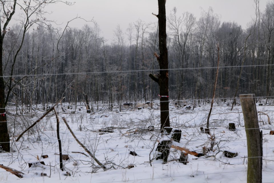 Döberitzer Heide wilderness area with snow 2021-02-14 28