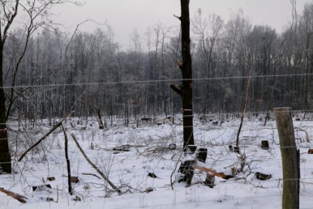 Döberitzer Heide wilderness area with snow 2021-02-14 28