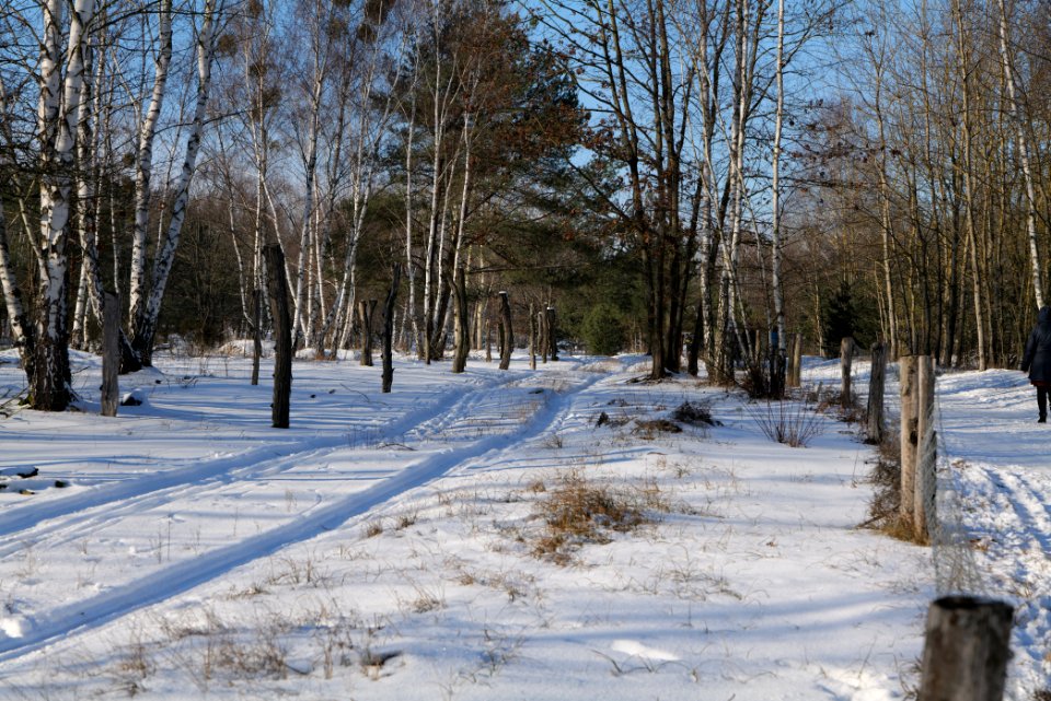 Döberitzer Heide wilderness area with snow 2021-02-14 102