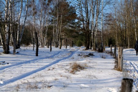 Döberitzer Heide wilderness area with snow 2021-02-14 102