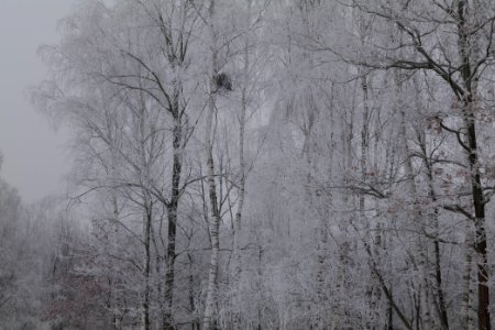 Döberitzer Heide wilderness area with snow 2021-02-14 04