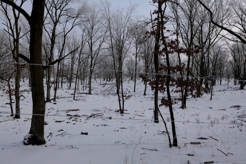 Döberitzer Heide wilderness area with snow 2021-02-14 87