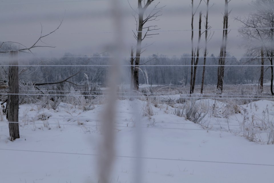 Döberitzer Heide wilderness area with snow 2021-02-14 14