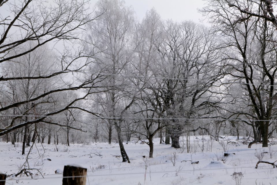 Döberitzer Heide wilderness area with snow 2021-02-14 83
