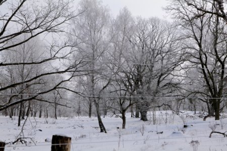 Döberitzer Heide wilderness area with snow 2021-02-14 83