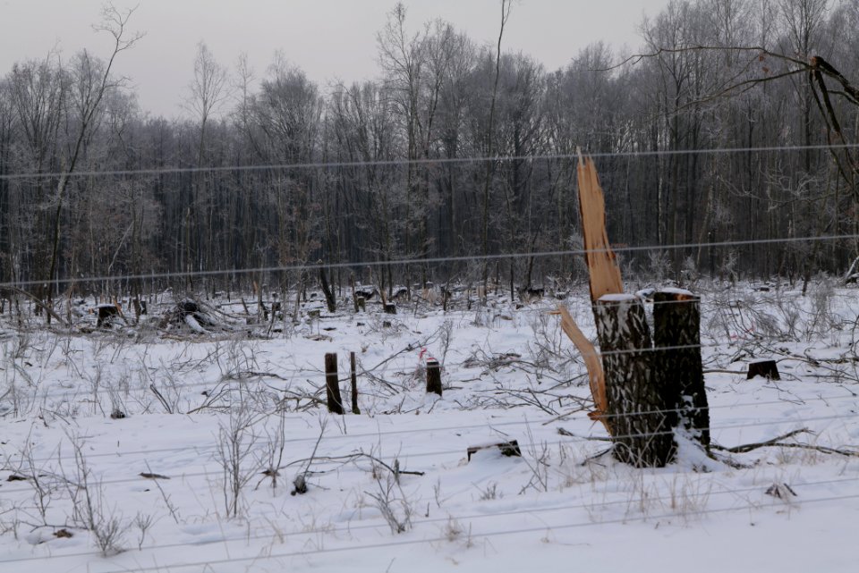 Döberitzer Heide wilderness area with snow 2021-02-14 25