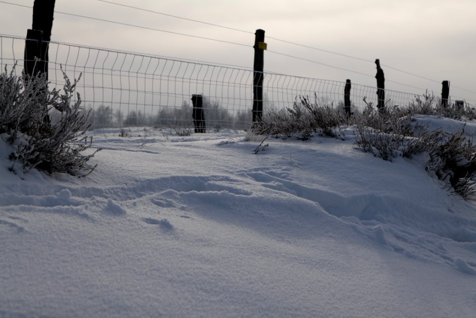 Döberitzer Heide wilderness area with snow 2021-02-14 71