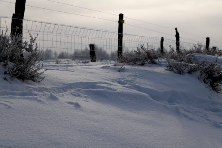 Döberitzer Heide wilderness area with snow 2021-02-14 71